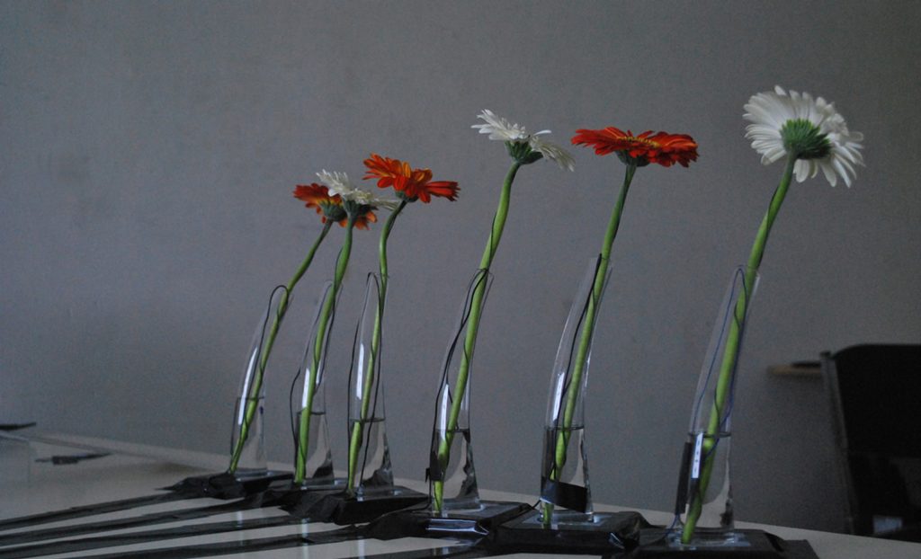 Florvistanza - art numérique, installation interactive - William P